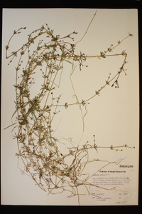 Galium aparine image